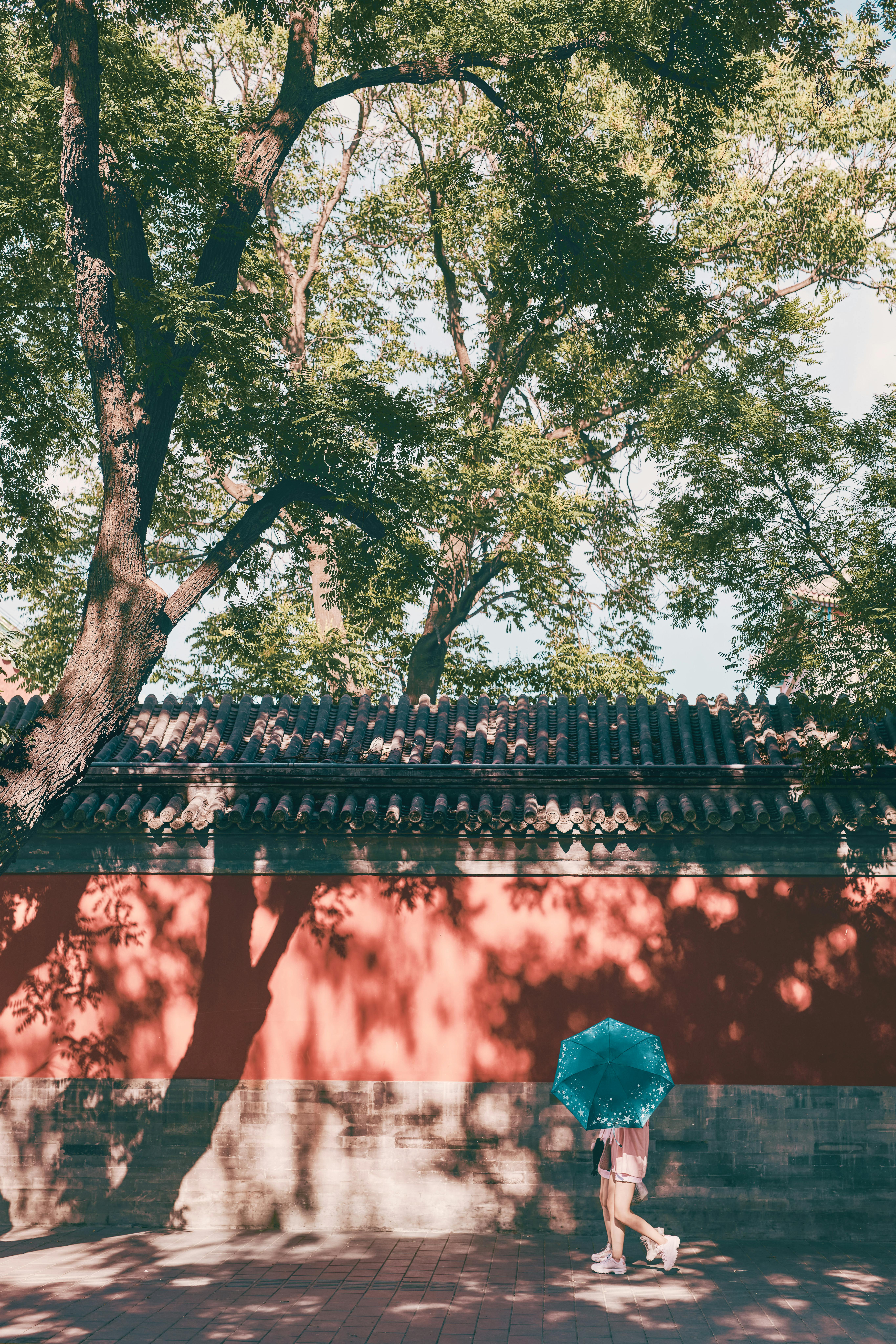Person Holding a Blue Umbrella While Walking Under the Tree · Free ...