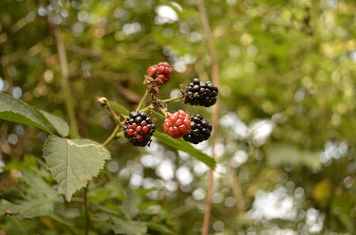 Základová fotografie zdarma na téma blackberry, bobule, detail