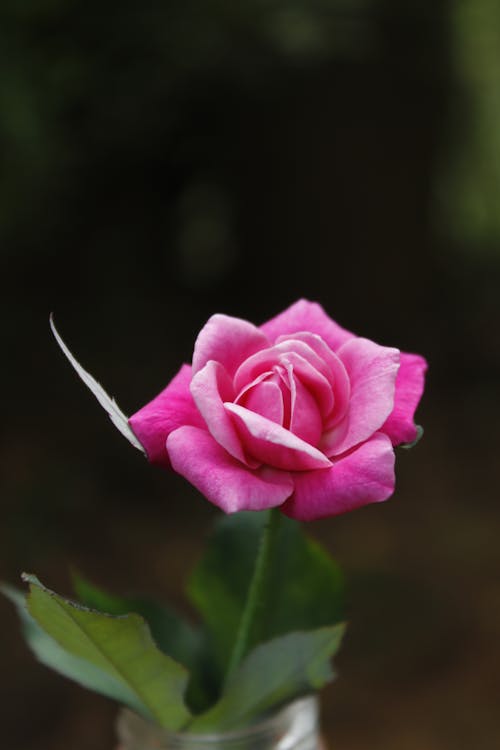 Pink Rose with Green Leaves 