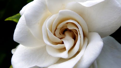 Gratis lagerfoto af blomst, gardenia