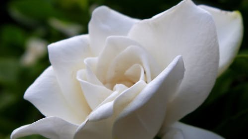 Gratis lagerfoto af blomst, gardenia