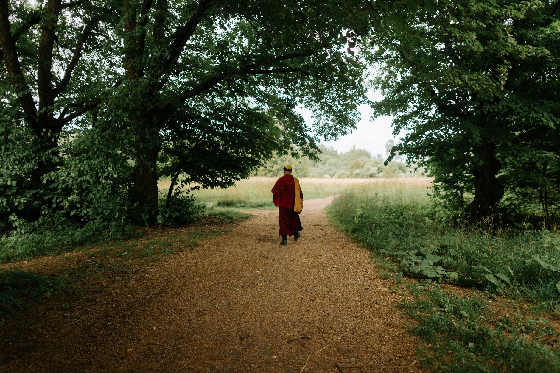 A serene forest path with a solitary monk walking under lush green trees, evoking peace and contemplation.
