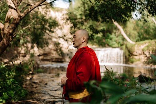 Základová fotografie zdarma na téma buddha, buddhismus, džungle