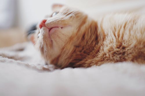 躺在垫子上的橙色虎斑猫