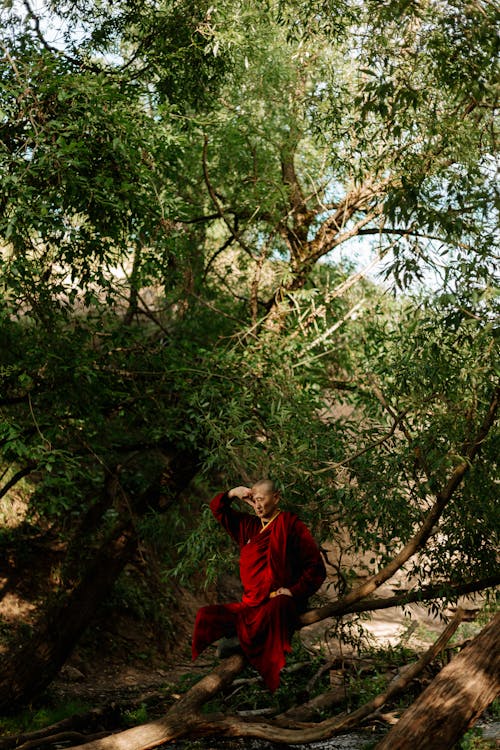 Imagine de stoc gratuită din a sta jos, arbori, budism