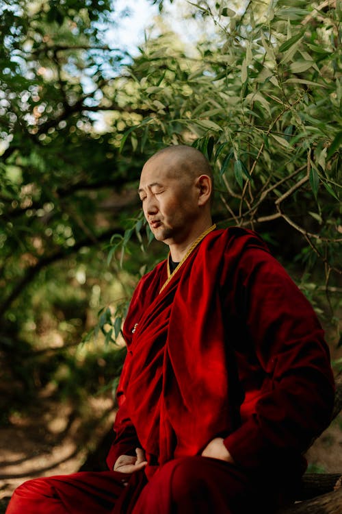 Imagine de stoc gratuită din arbori, budism, budist