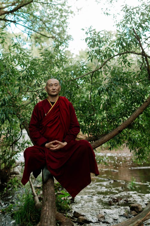 Kostenloses Stock Foto zu asiatisch, aufklärung, baum