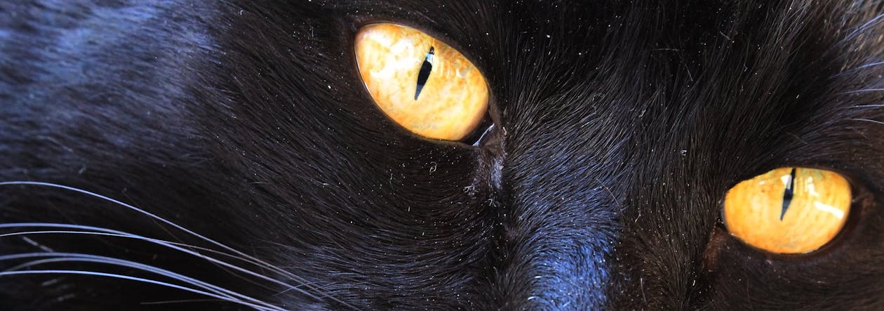 ネコ 猫の目 黄色い目の無料の写真素材