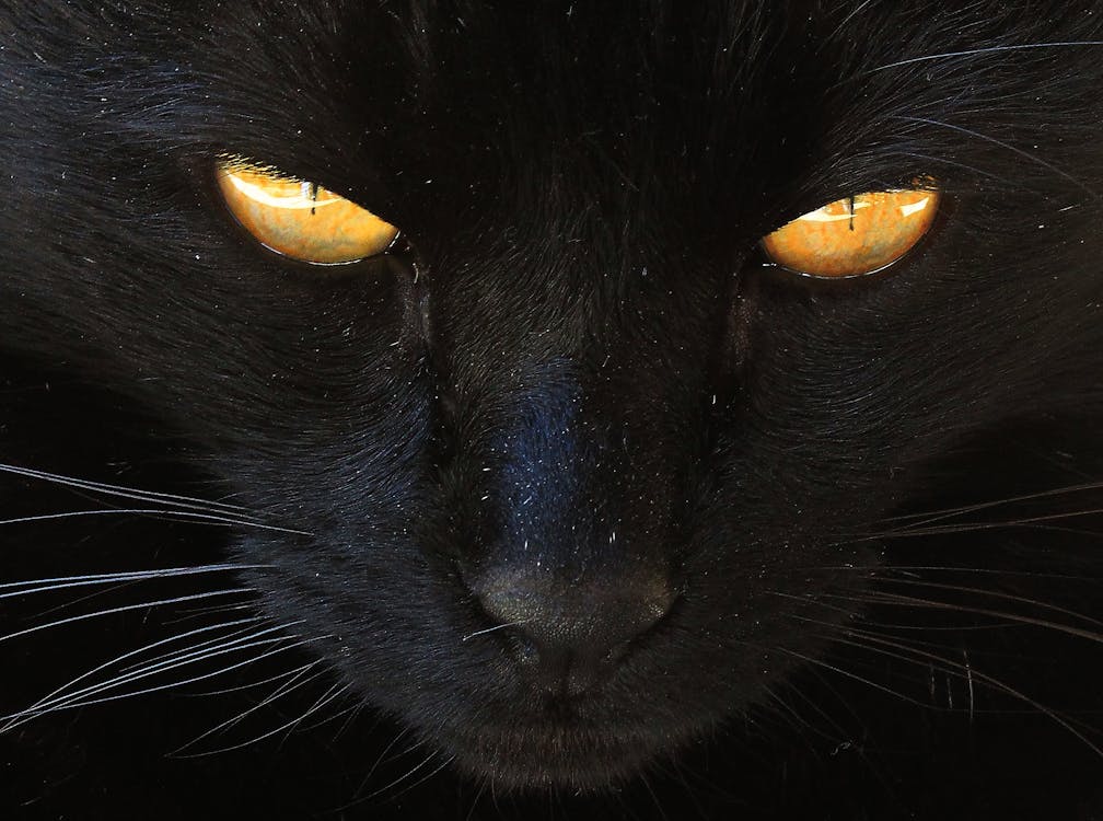 ネコ 猫の目 黄色い目の無料の写真素材