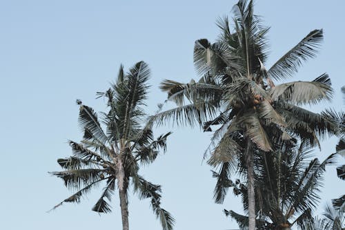 カングー, ココナッツの木, トロピカルの無料の写真素材