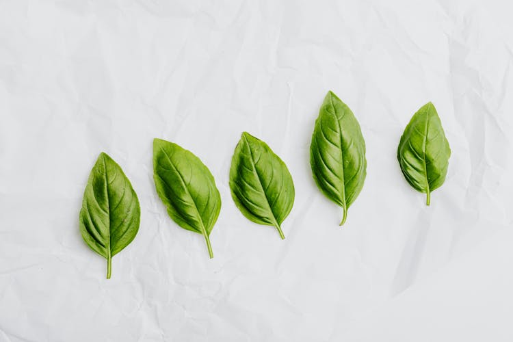 Studio Shot Of Five Basil Leaves