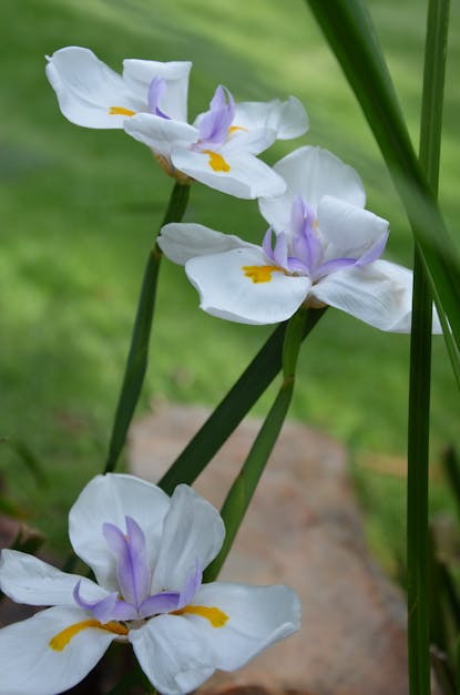 Free stock photo of iris flower