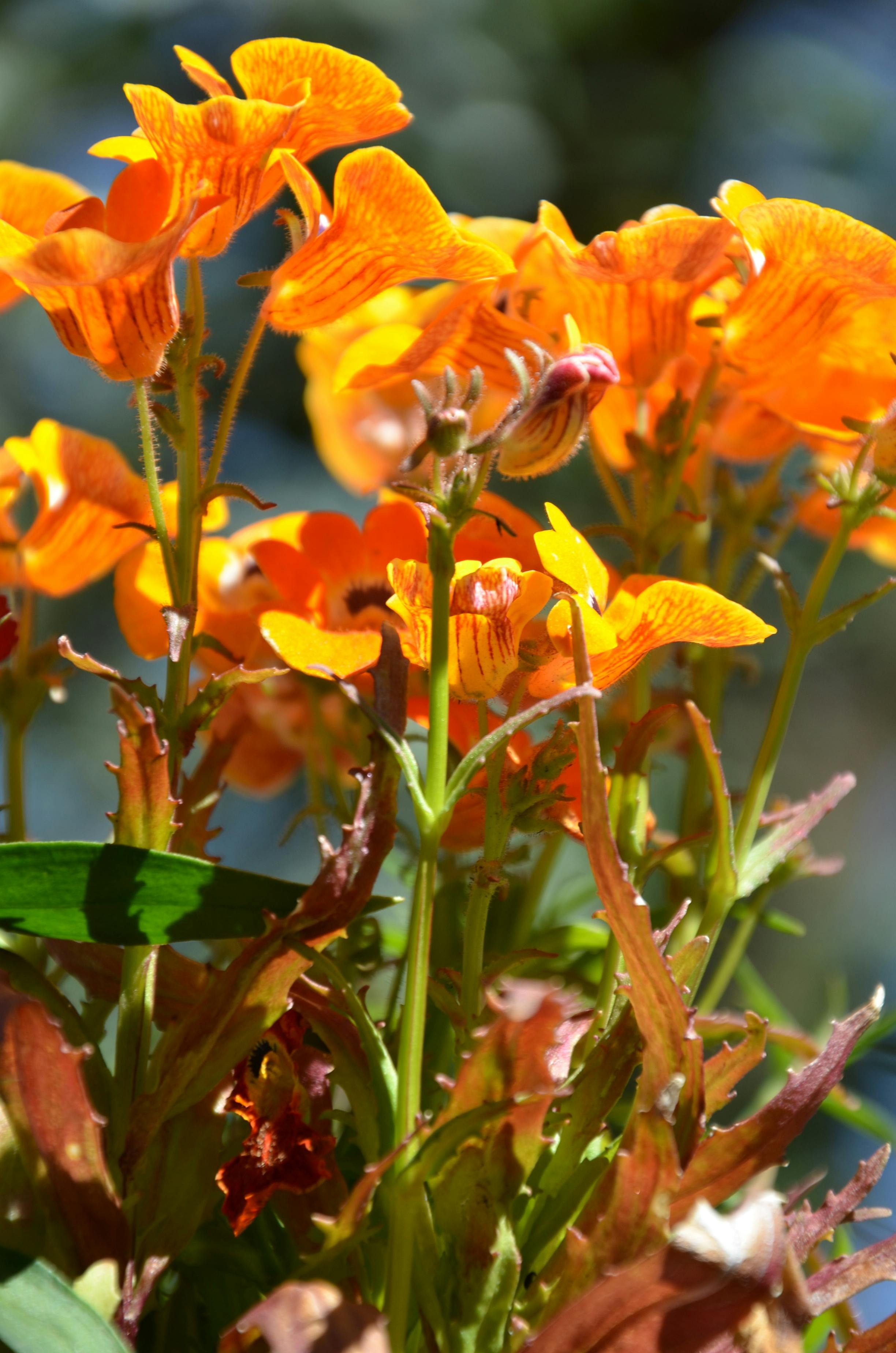 Free stock photo of orange flowers