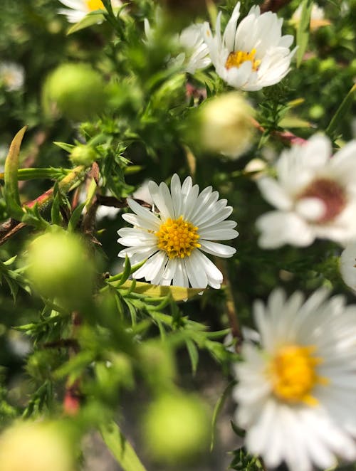 alan derinliği, Beyaz çiçekler, bitki örtüsü içeren Ücretsiz stok fotoğraf