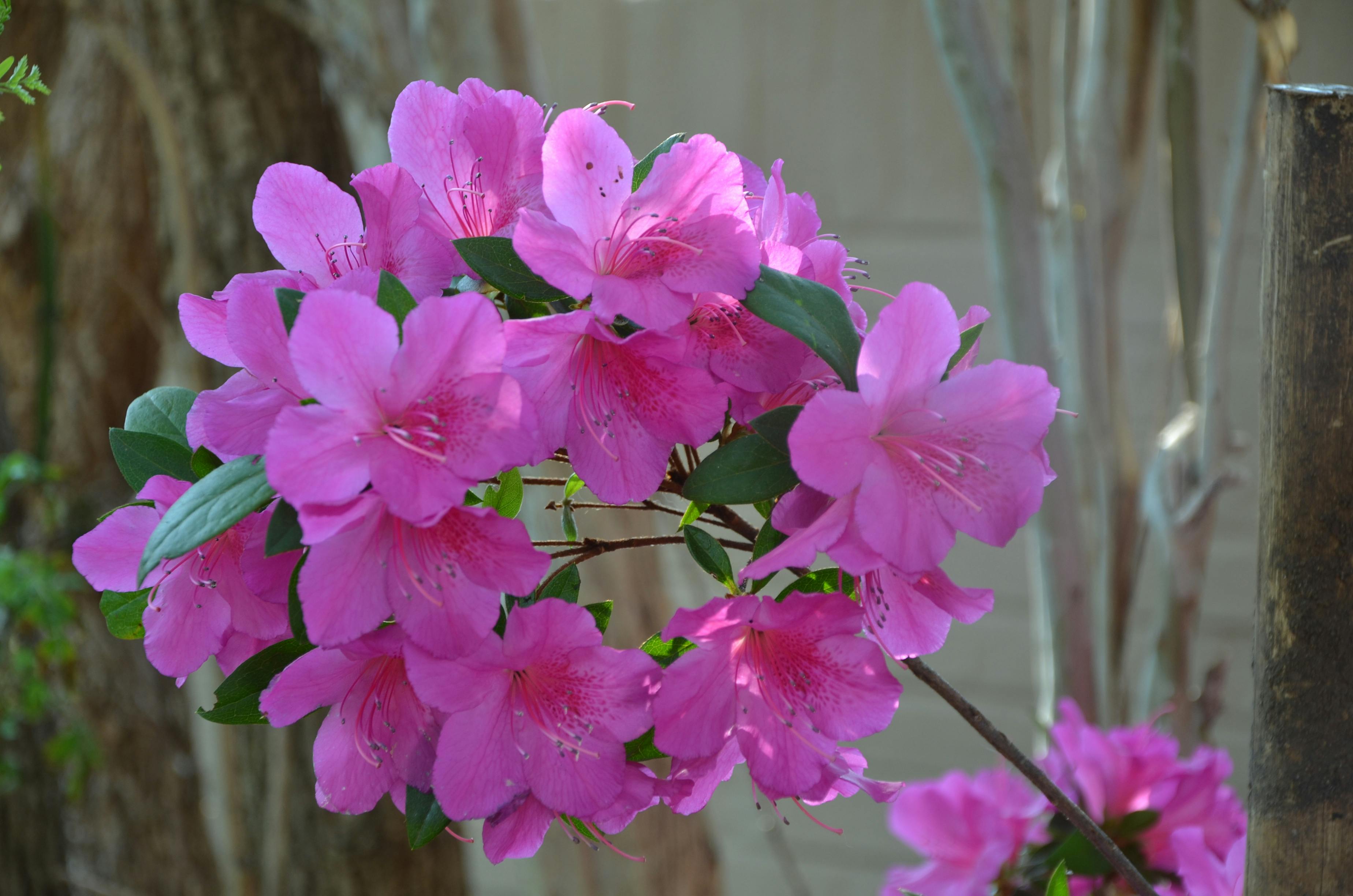 Ücretsiz açelya çiçeği stok fotoğrafı