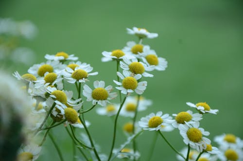 白色花瓣花