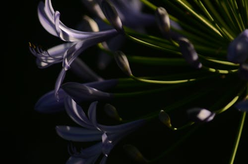 Imagine de stoc gratuită din agapantha floare