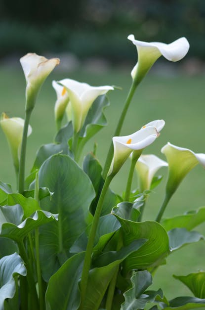 Free stock photo of arum lillies