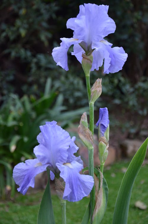 Imagine de stoc gratuită din floare, iris