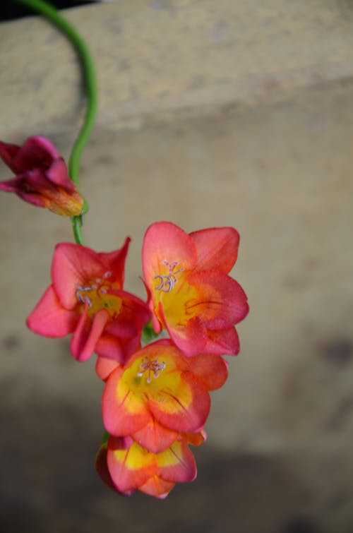Imagine de stoc gratuită din floare de primăvară
