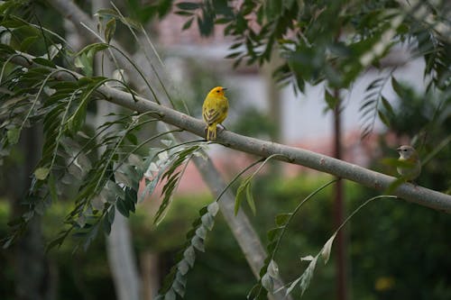 Yellow Bird Perched on a Branch