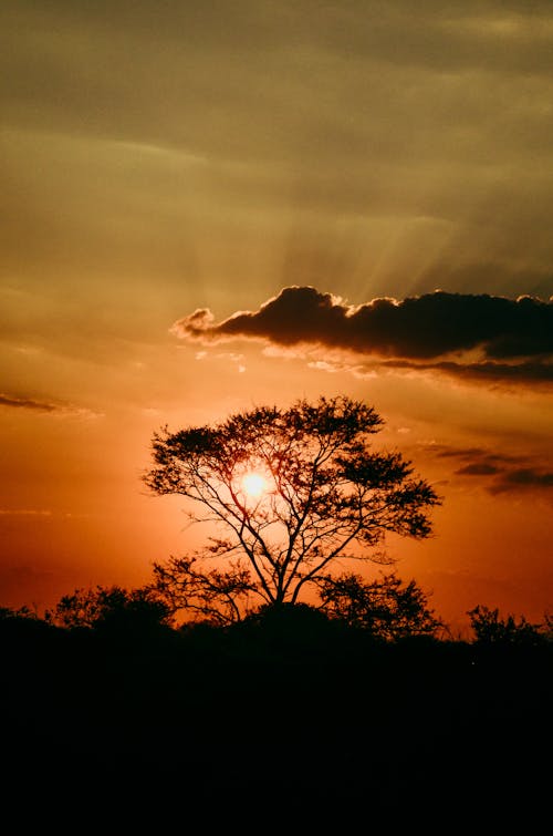 grátis Foto profissional grátis de árvores, céu alaranjado, céu com cores intensas Foto profissional