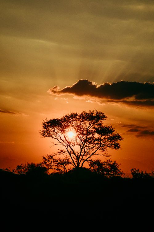 Free Beautiful silhouette of a tree with sun and dramatic sky, perfect for nature themes. Stock Photo