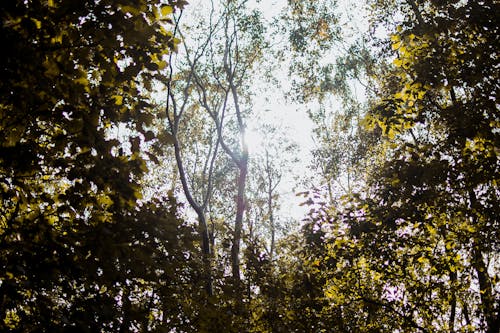 Free Low-Angle Shot of Trees in a Forest Stock Photo