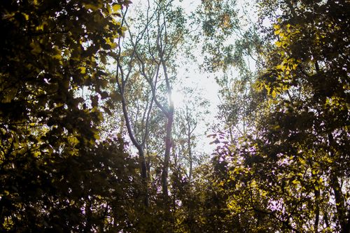 Free Captivating view of sunlight filtering through the forest canopy, showcasing natural beauty and tranquility. Stock Photo