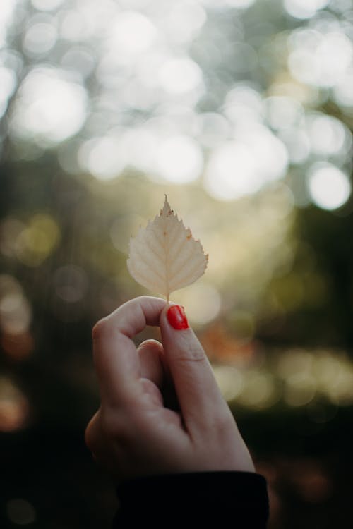 Person Holding White Leaf · Free Stock Photo