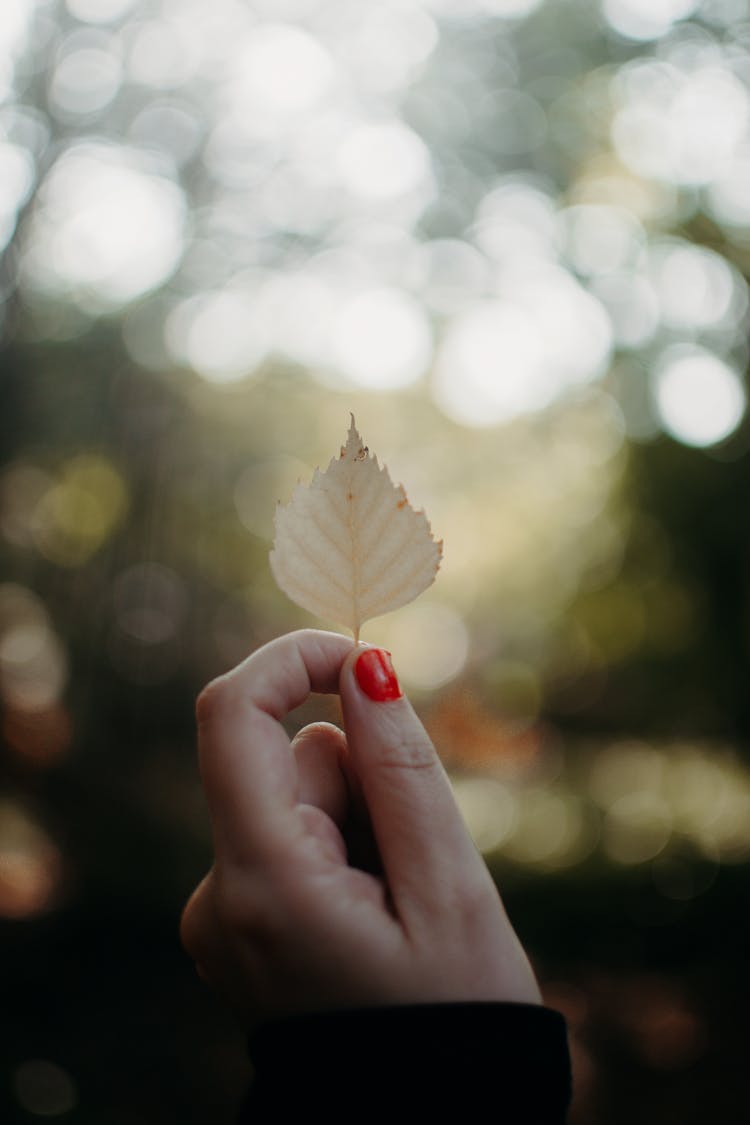 Person Holding White Leaf