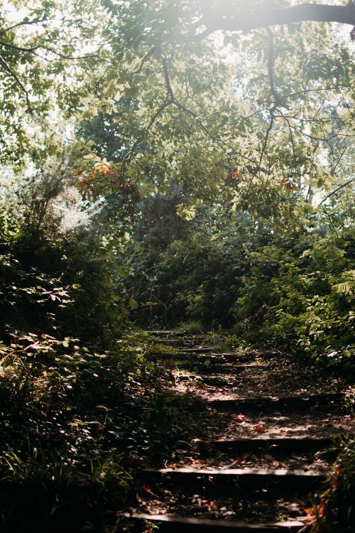 Free A tranquil forest path with wooden steps surrounded by lush greenery and dappled sunlight peeking through the trees. Stock Photo