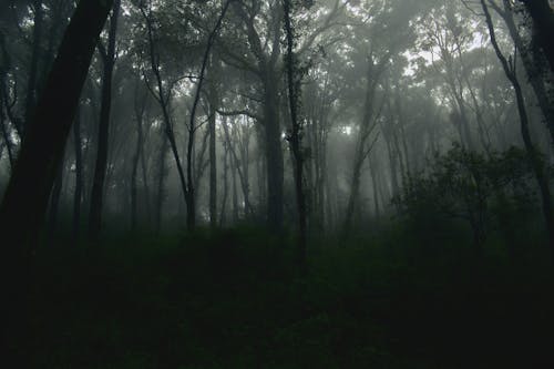 Photos gratuites de arbres, brouillard, échelle des gris