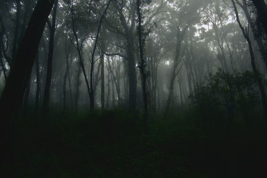 发现雾霭笼罩的森林那怪异之美，高耸的树木与神秘的气氛