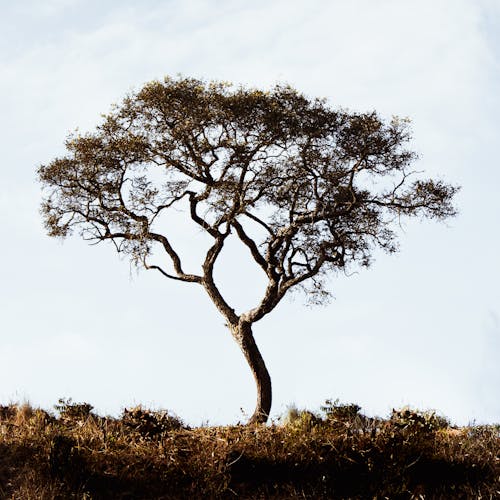 Základová fotografie zdarma na téma příroda, růst, strom