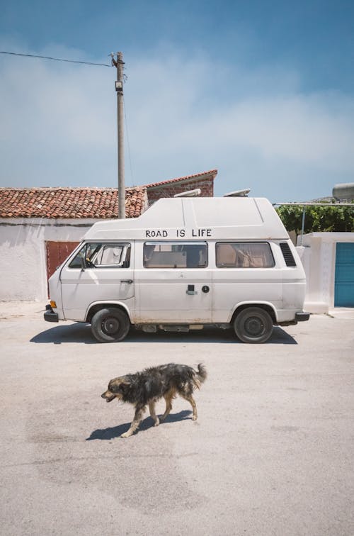 Free stock photo of car, dog, road