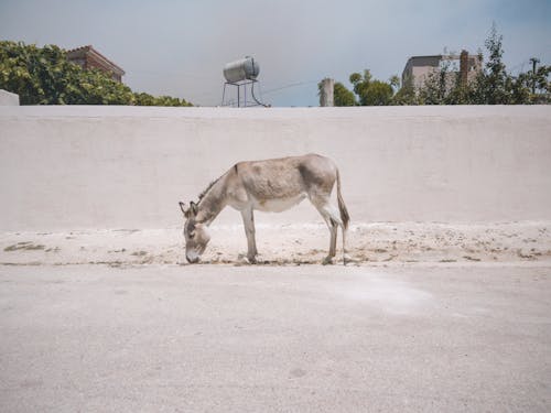 Free stock photo of animal, donkey, street