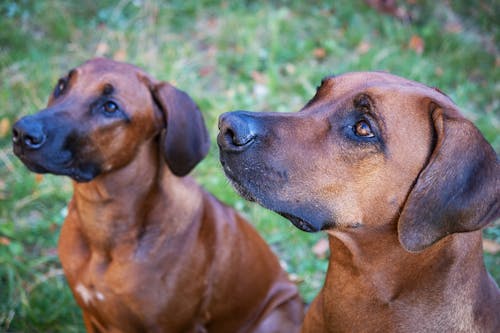 Gratis arkivbilde med bedårende, dachshund, dog-fotografering