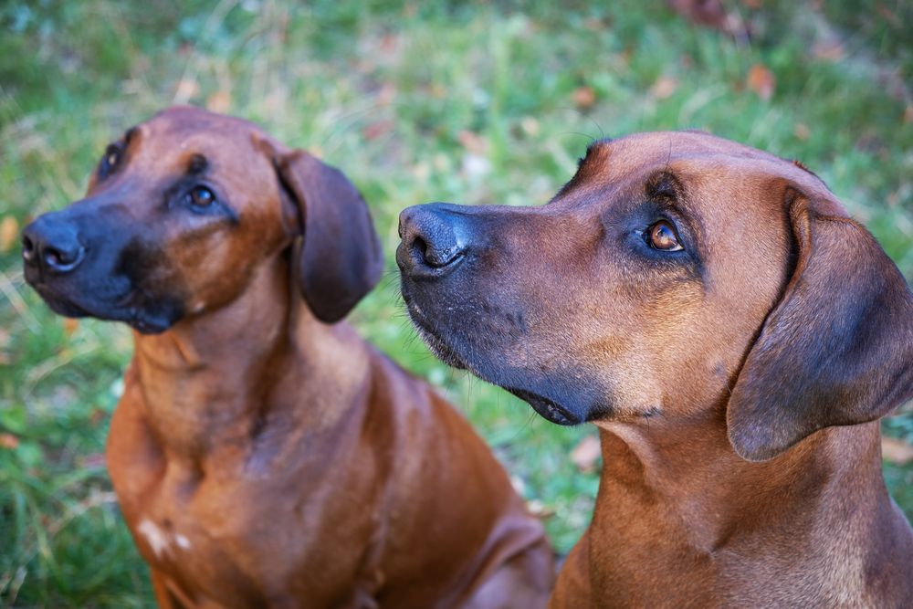 Rhodesian Ridgeback, photo 3