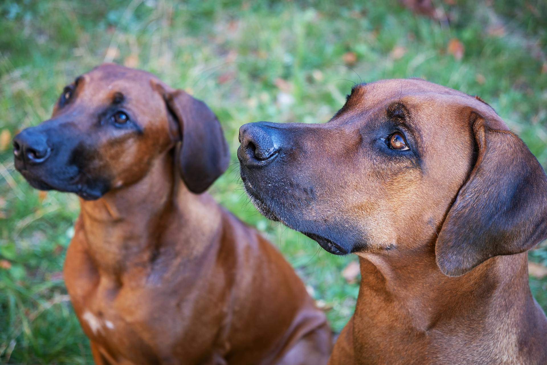 Des chiens bruns dans l'herbe verte