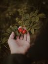From above crop unrecognizable person demonstrating ripe red rose hips of lush rose plant growing in blurred garden