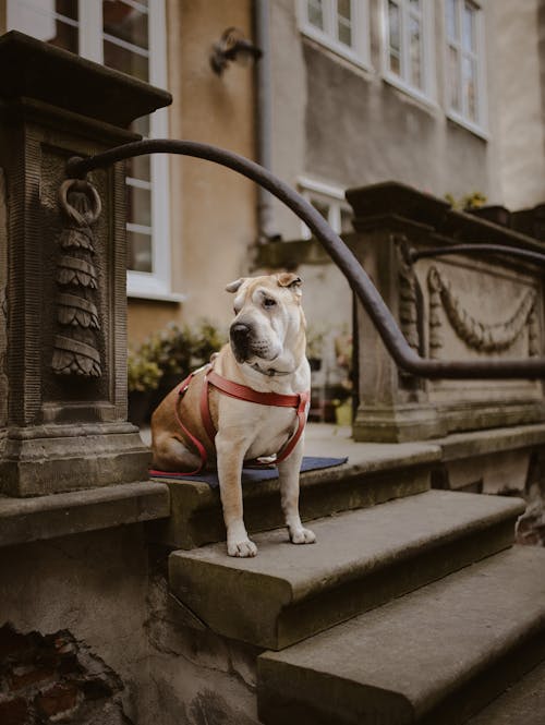 Purebred loyal Staffordshire Terrier dog in harness sitting on modern residential building doorsteps and looking away