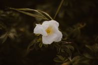 High angle tender fragrant rose Cherokee with white petals blossoming in lush summer garden