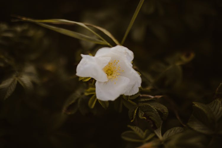 Blooming White Rose Cherokee In Green Garden