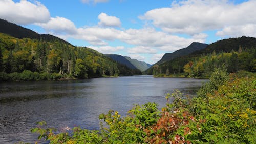 Free Green Trees Near Lake Under Blue Sky Stock Photo