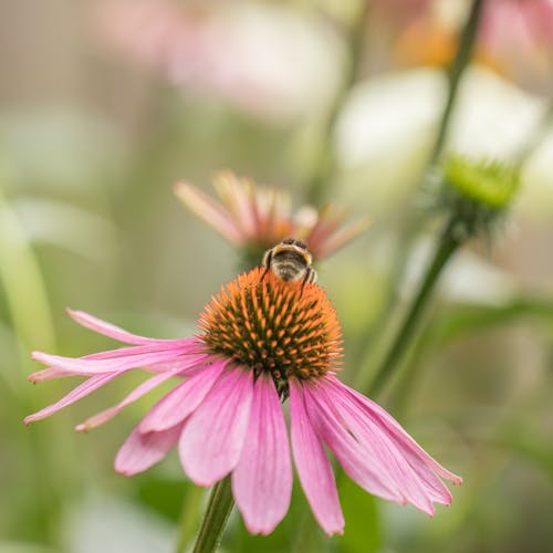 免费 蜜蜂在粉红色的花朵上的选择性聚焦摄影 素材图片