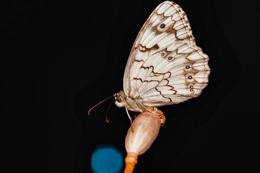 Closeup of marbled white butterfly with ornament on wings and thin legs sitting on plant in evening