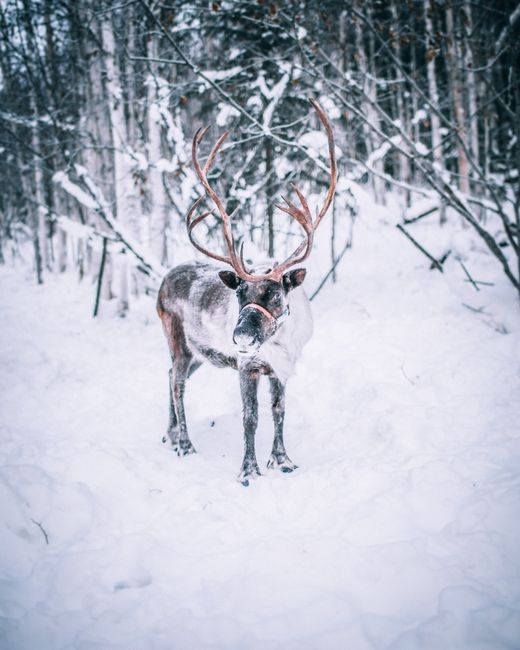Reindeer with antlers standing in snowy winter forest, showcasing wildlife in natural habitat.