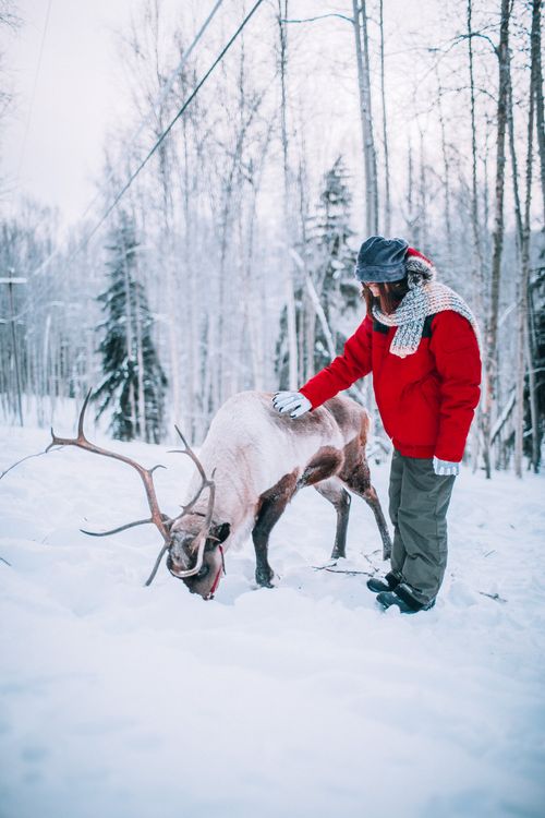 Free A person in winter attire gently pets a reindeer in a snowy forest setting, capturing a serene wildlife moment. Stock Photo