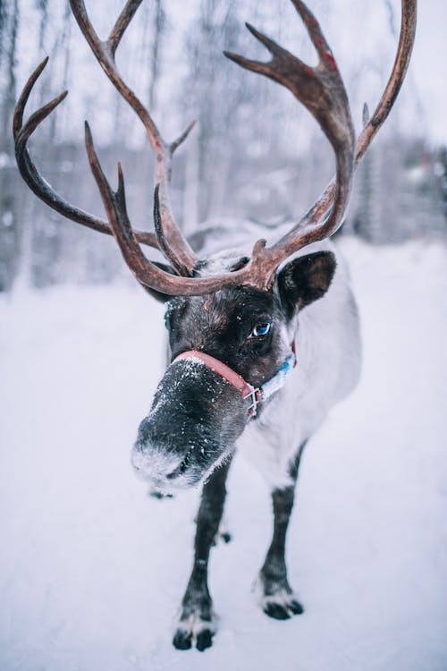 Close-Up View of a Reindeer Standing on Snowy Ground